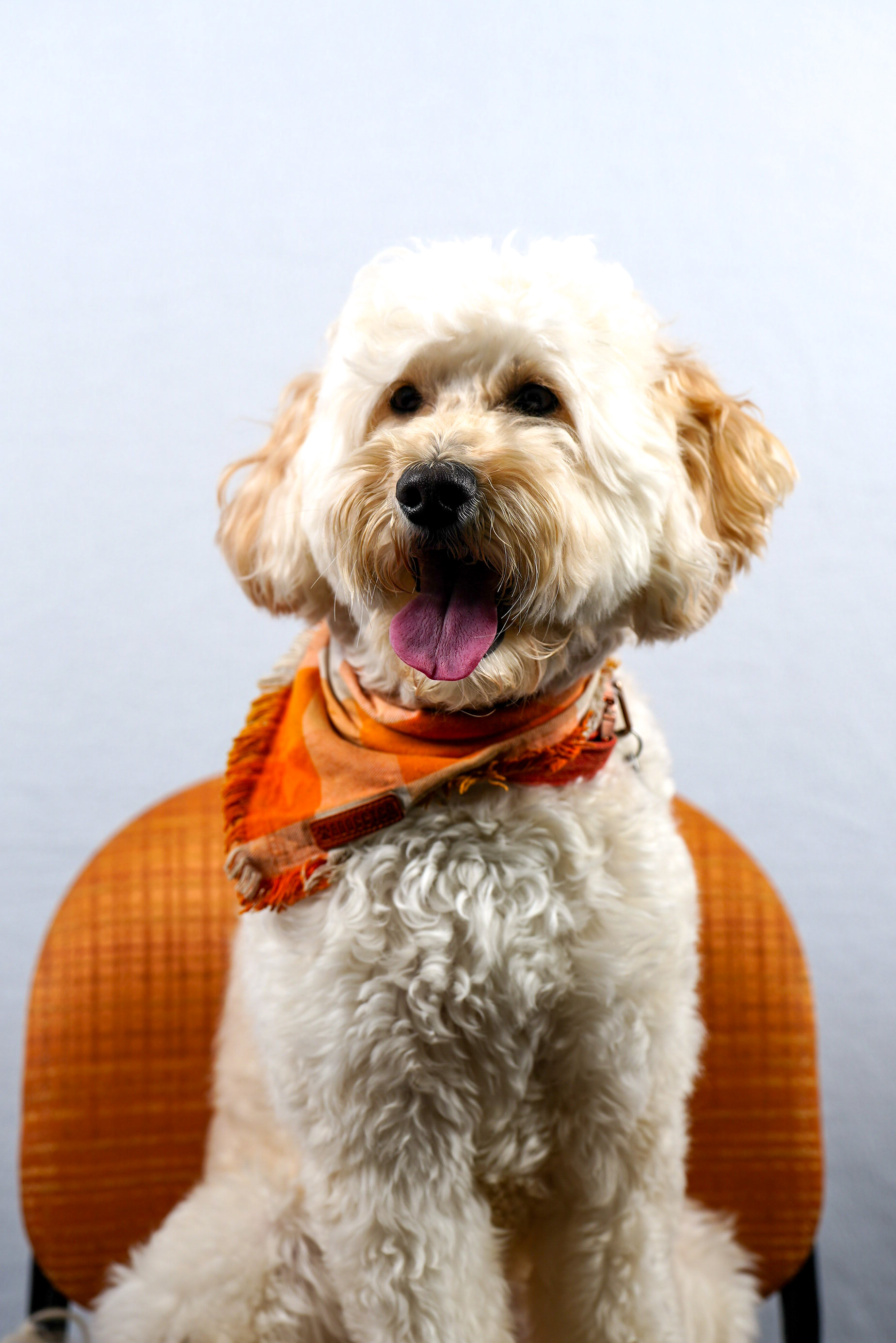 Georgie the Therapy Dog