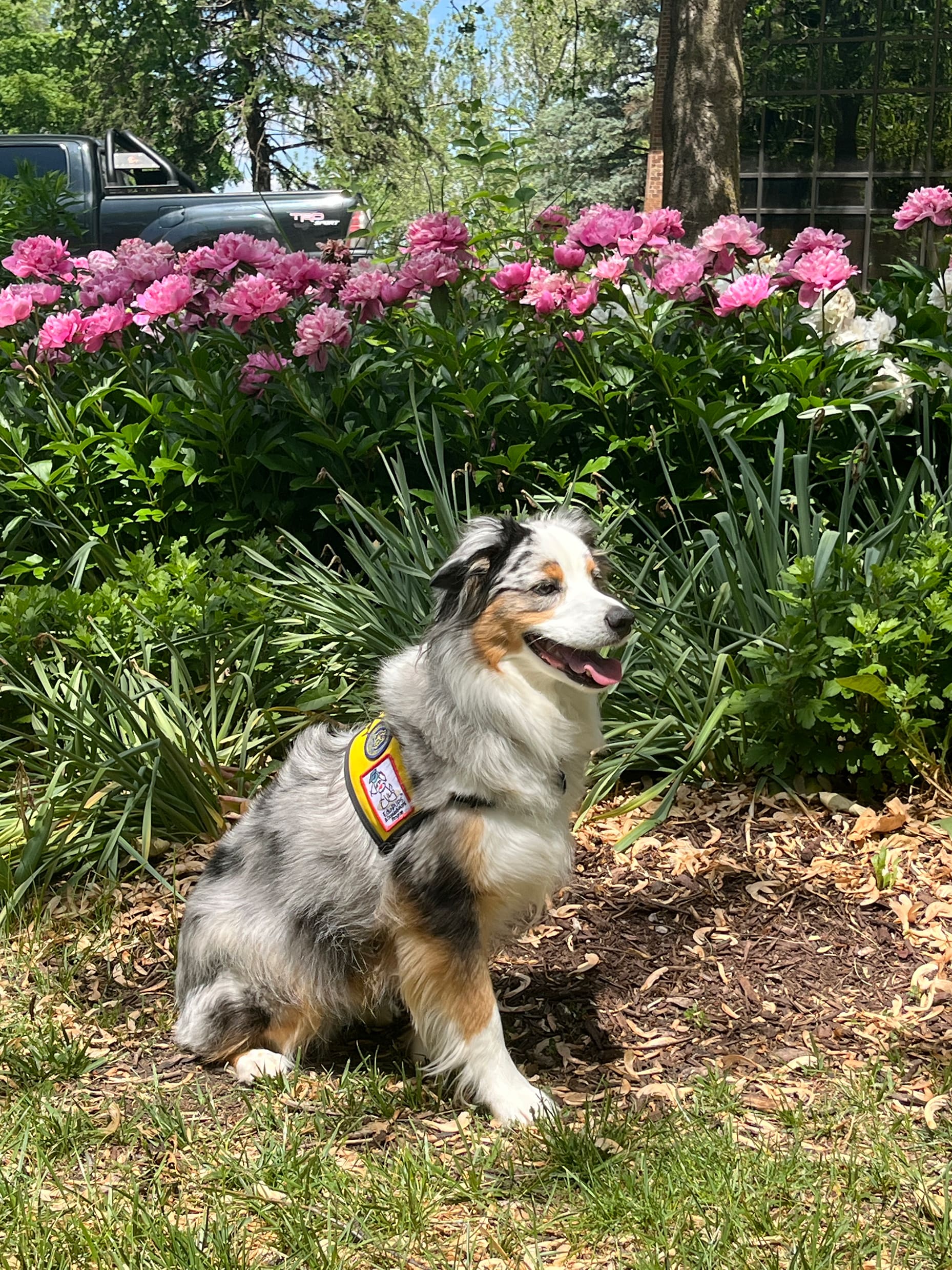 Therapy Dog